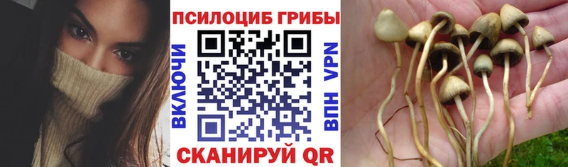 Галлюциногенные грибы Cubensis купить наркотики цена Кологрив
